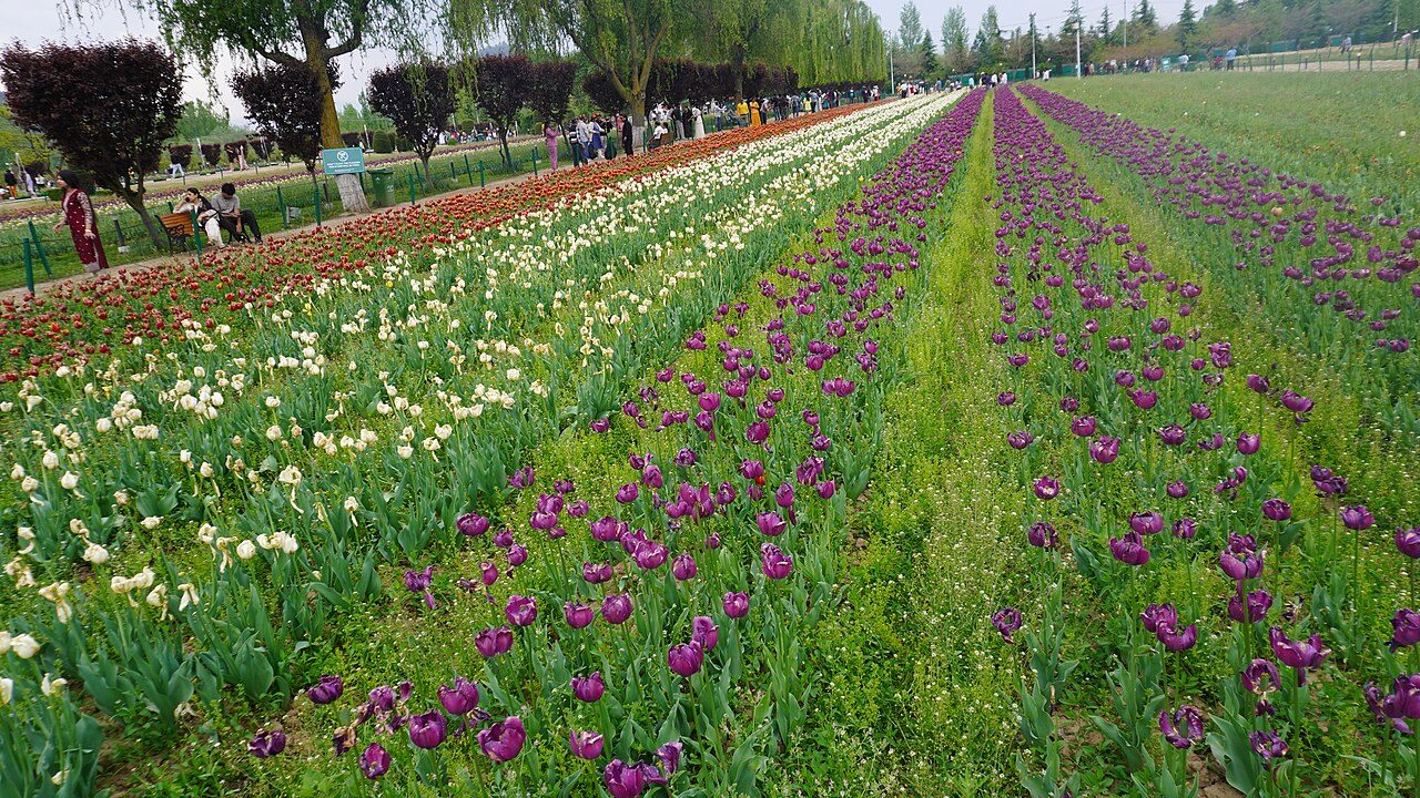 Tulip Garden Srinagar