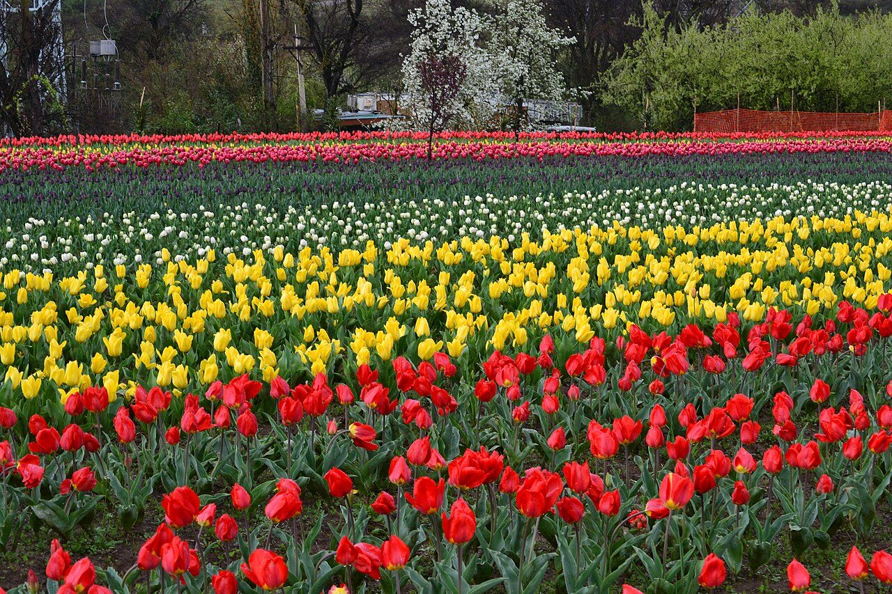 Tulip Garden Srinagar
