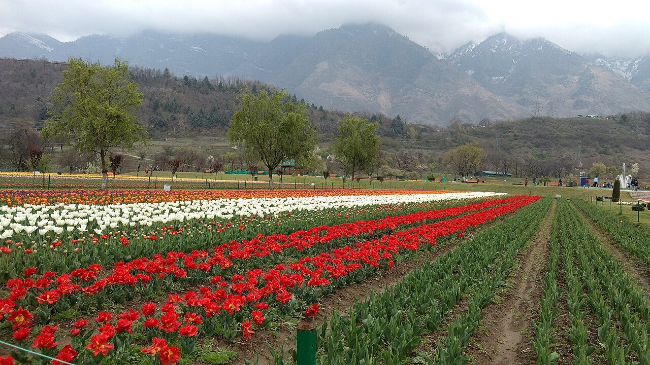 Tulip Garden Srinagar