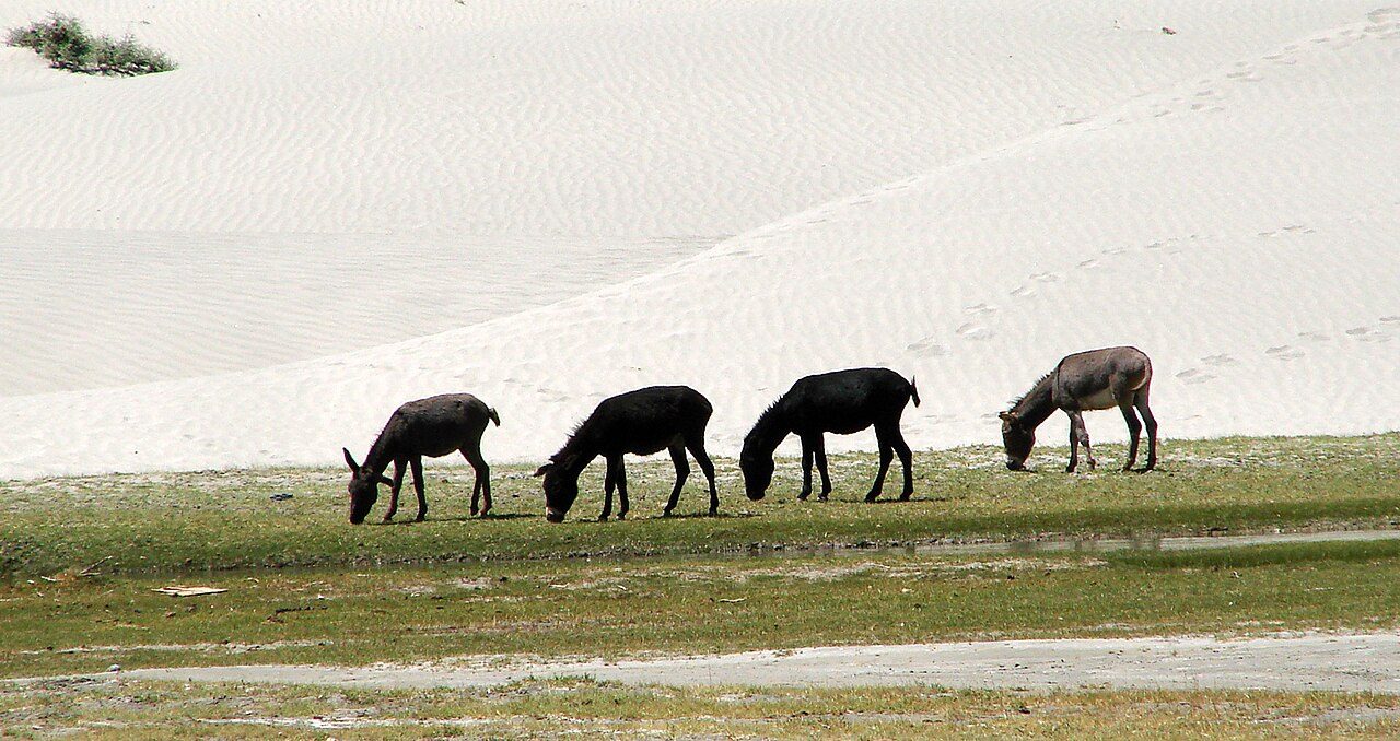 Hunder Sand Dunes