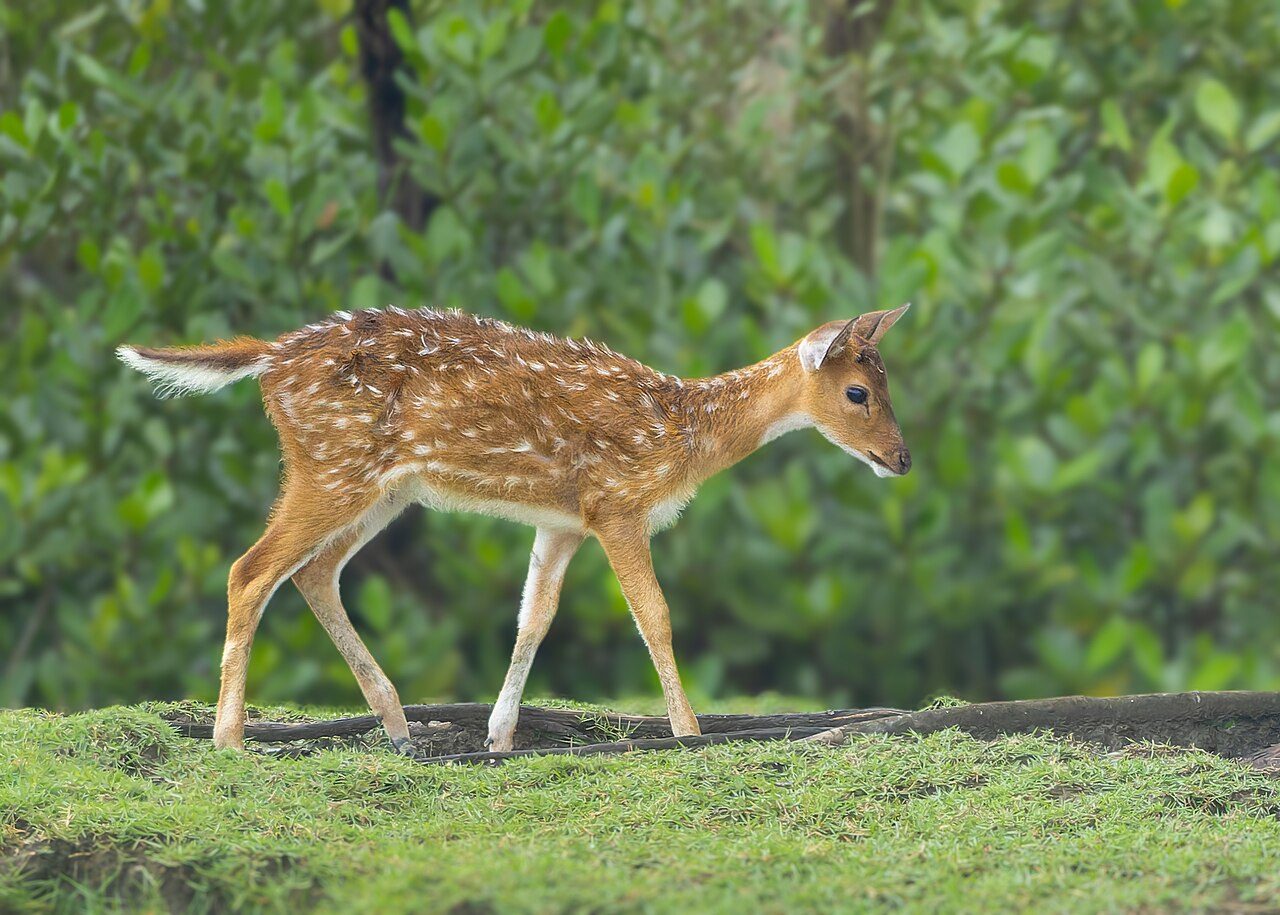 The Sundarbans and the Bengal Coast in 3 Days