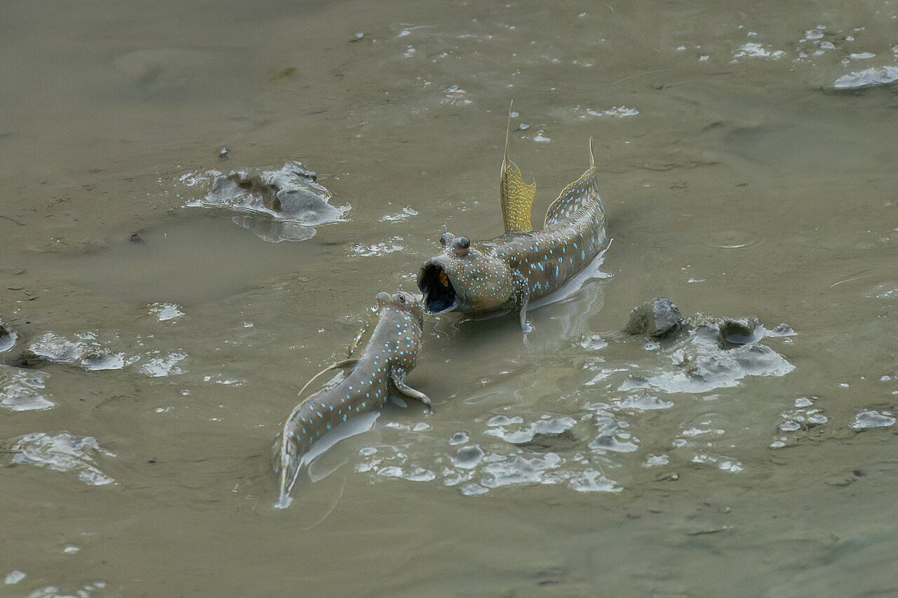 Sundarbans National Park
