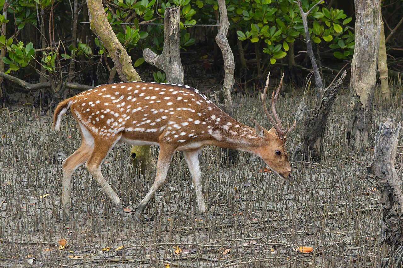 Sundarbans National Park