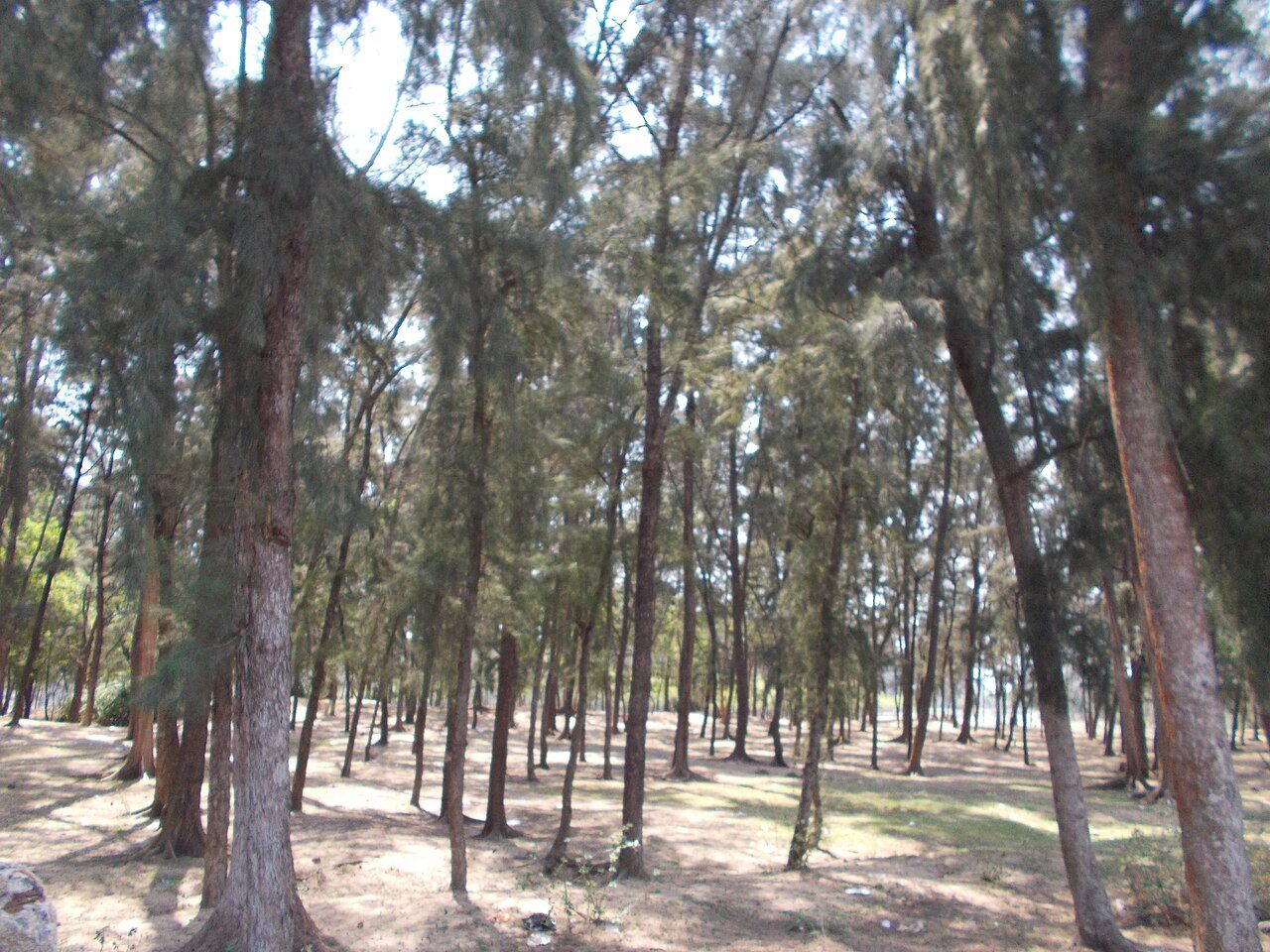 Tajpur Beach
