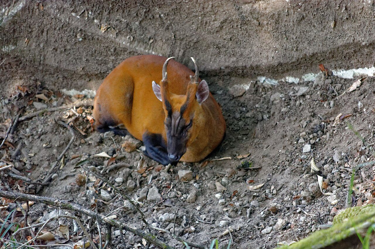 Padmaja Naidu Himalayan Zoological Park