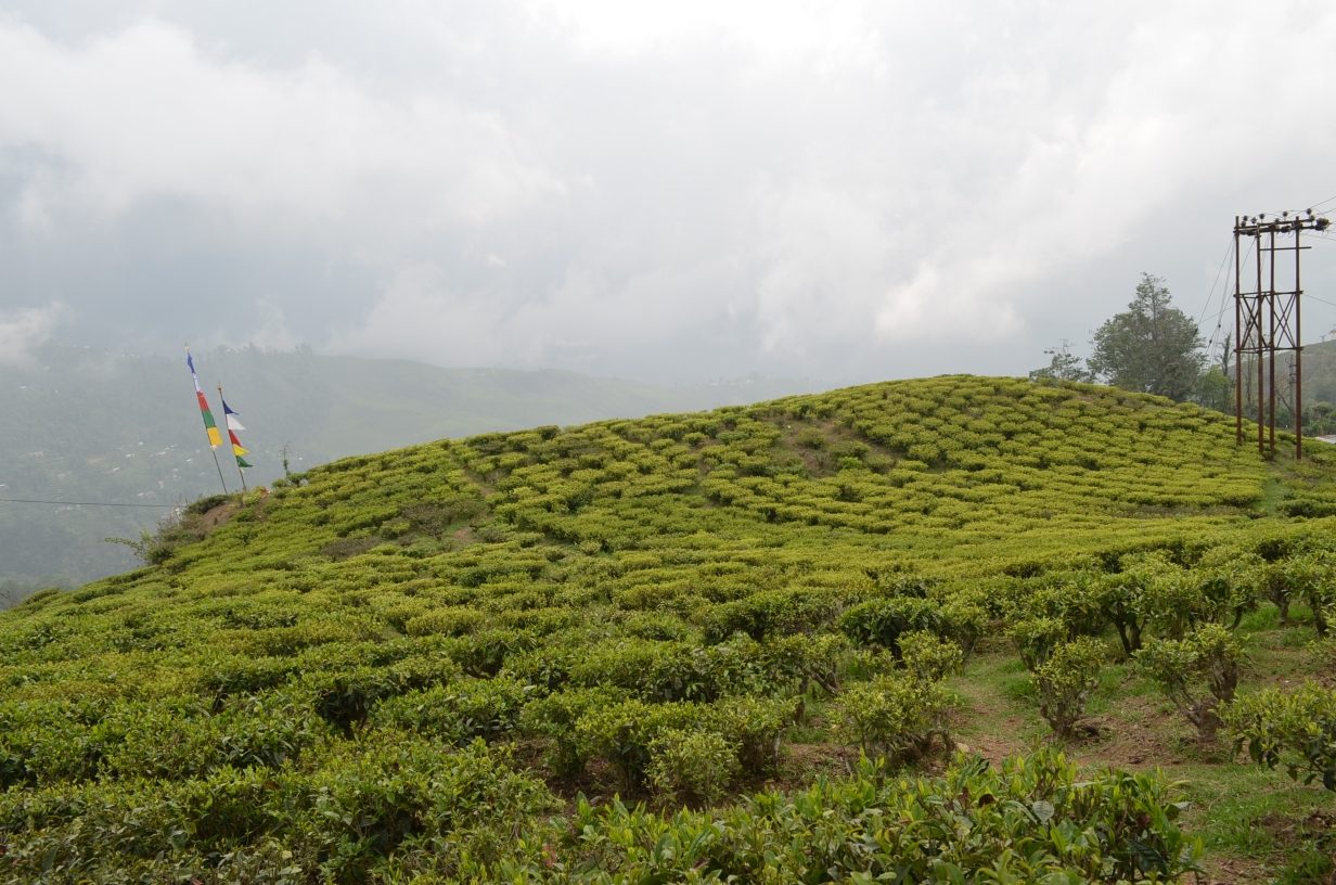 Happy Valley Tea Estate