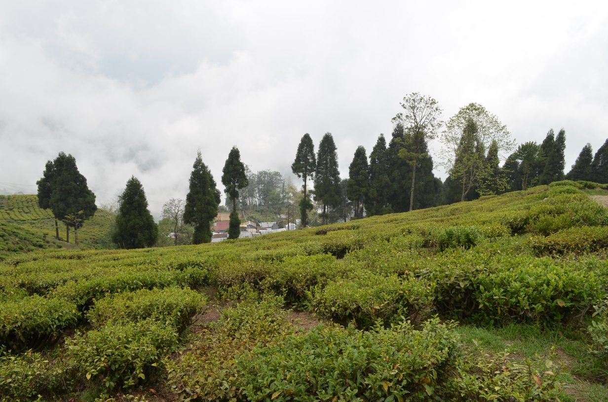 Happy Valley Tea Estate