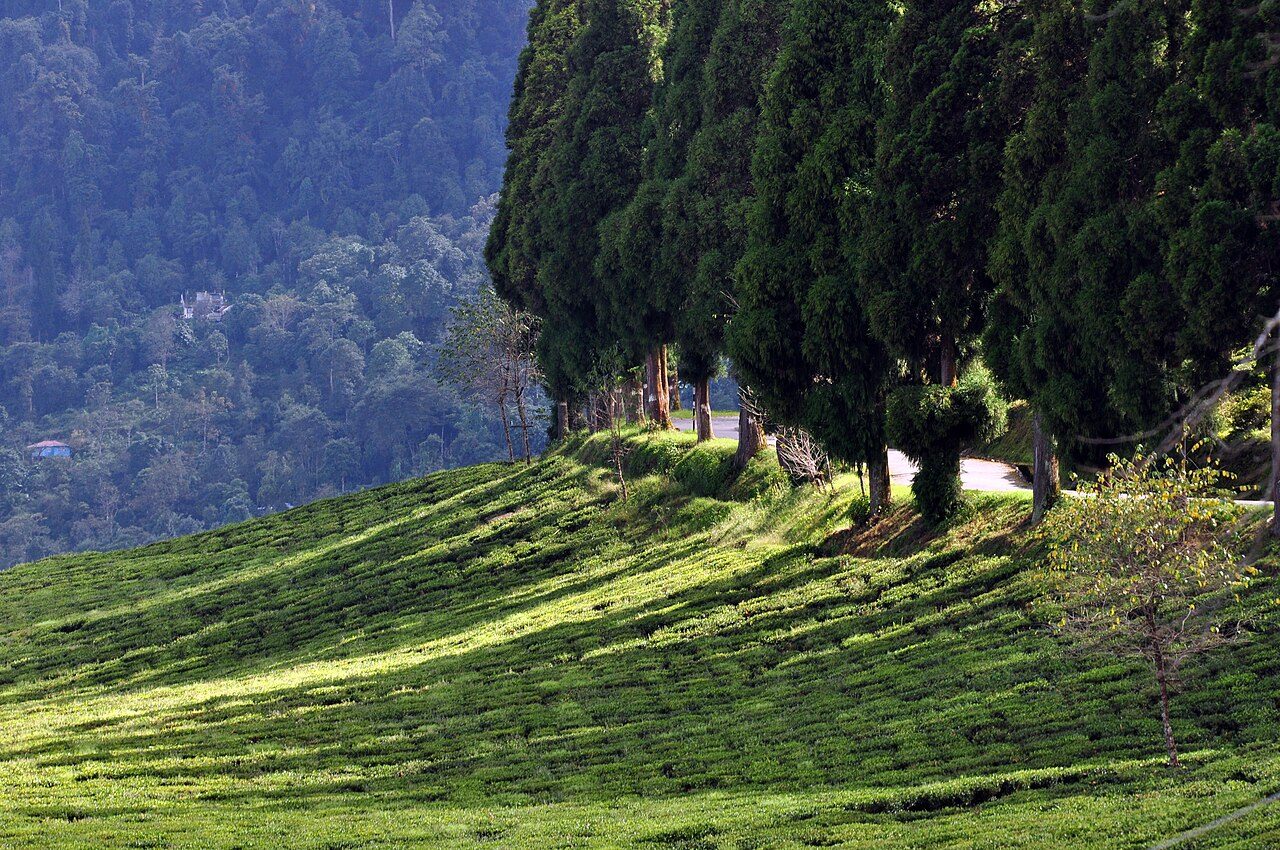 Temi Tea Garden