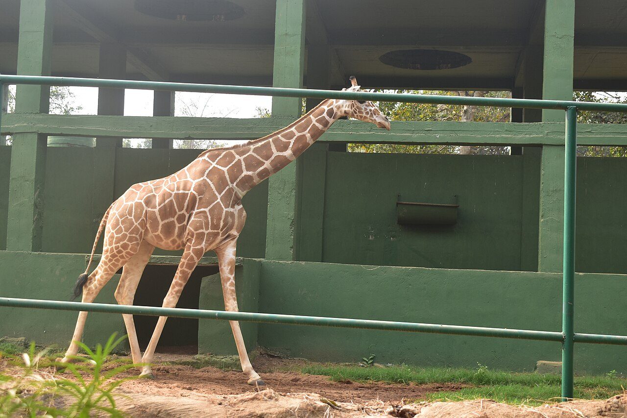Nandankanan Zoological Park