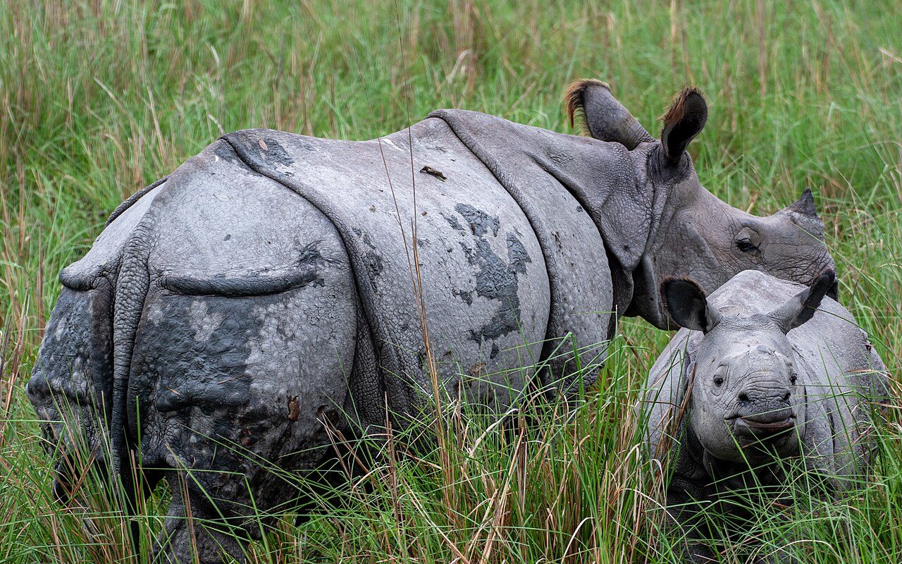 Pobitora Wildlife Sanctuary