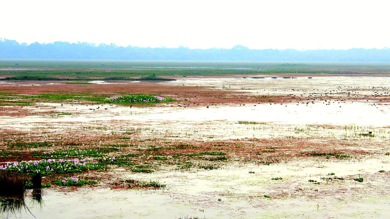 Pobitora Wildlife Sanctuary