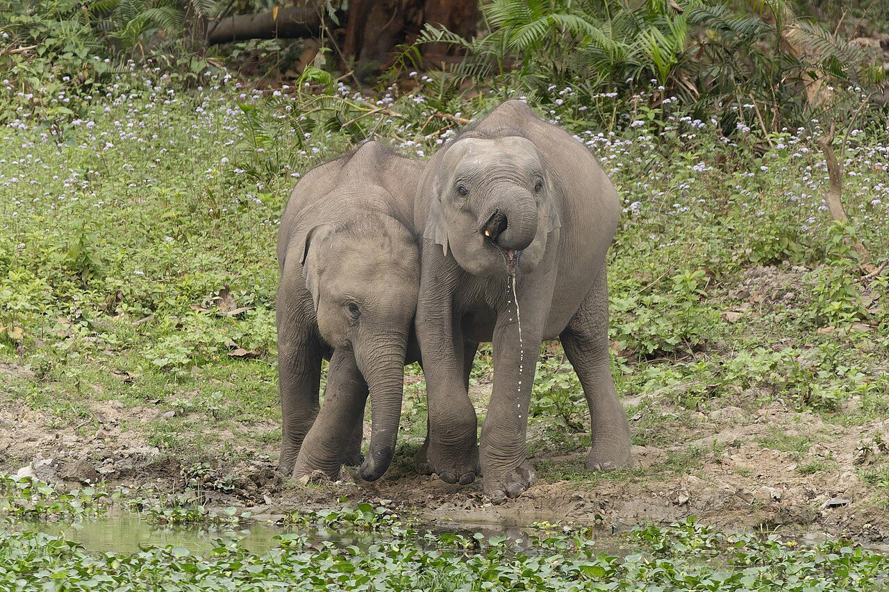 Kaziranga and Majuli in 4 Days: Rhinos, Gibbons and River Island Satras