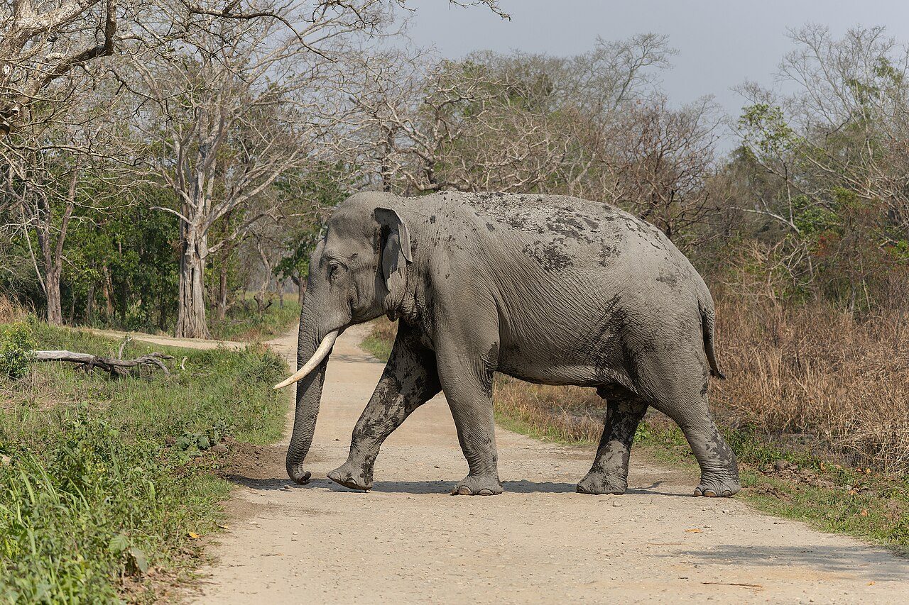 Kaziranga National Park