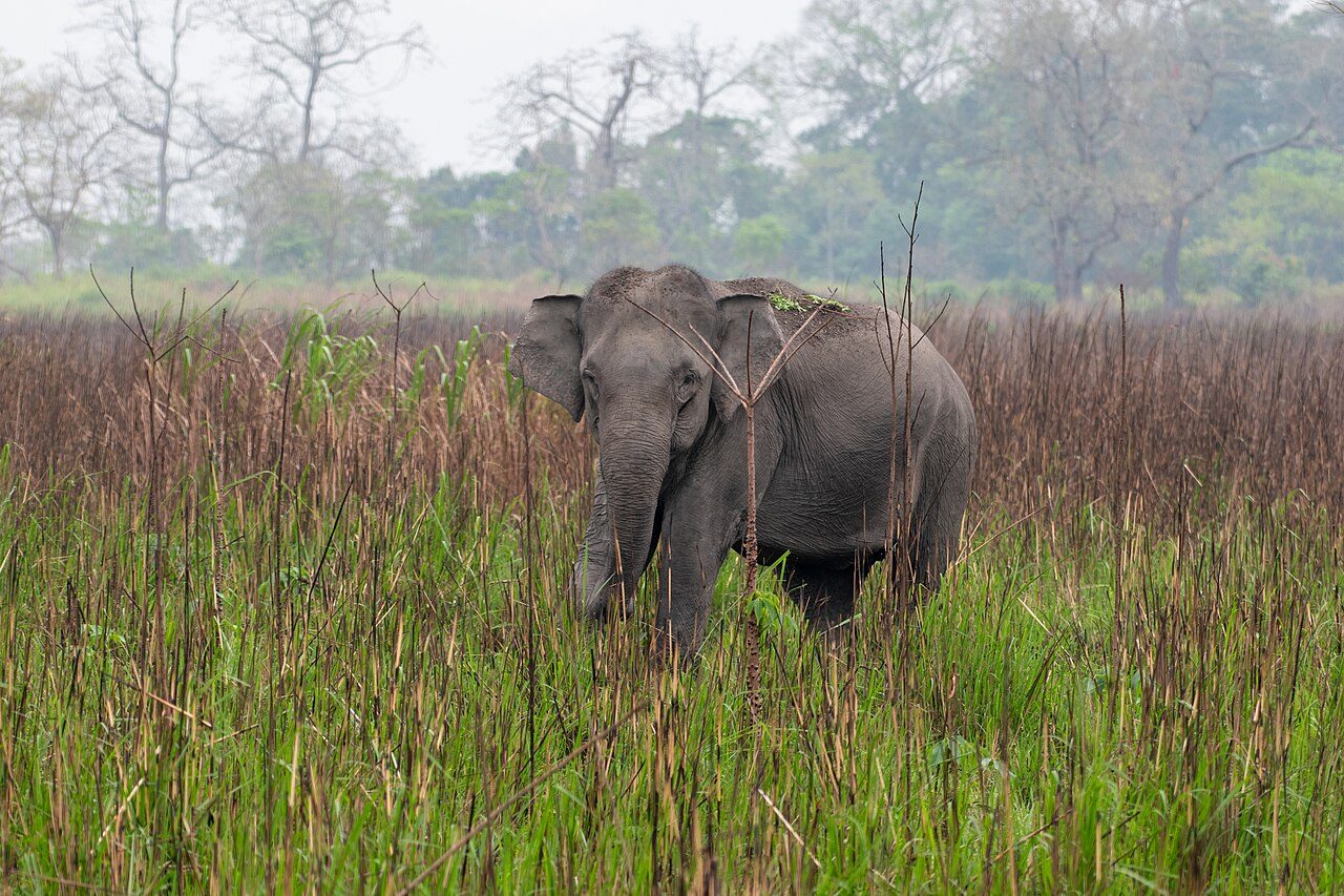Kaziranga National Park