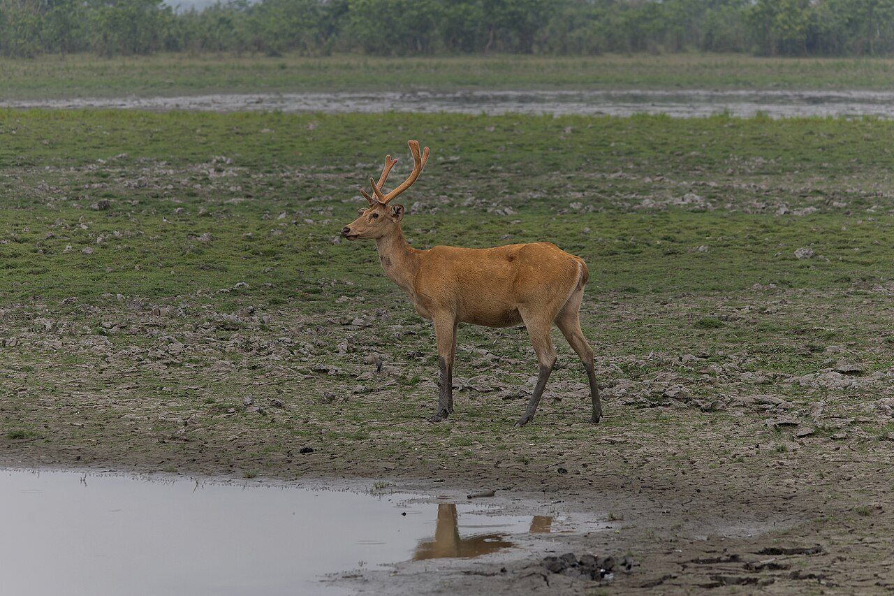 Kaziranga National Park