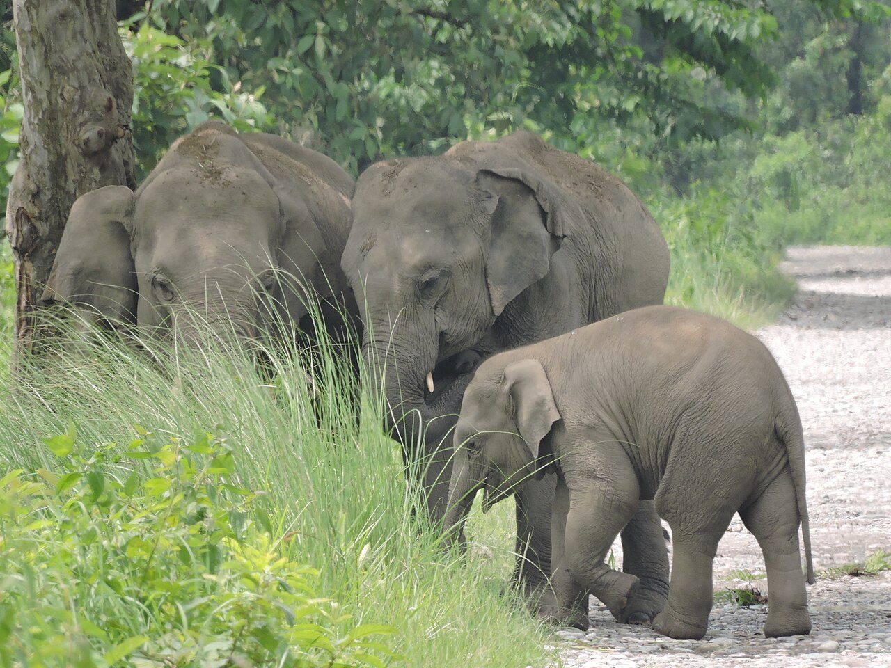 Manas National Park