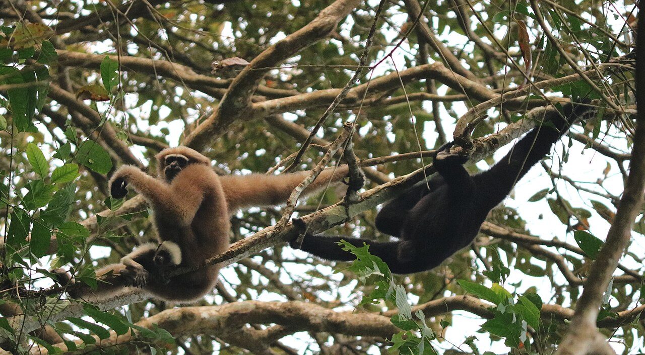 Hoollongapar Gibbon Sanctuary