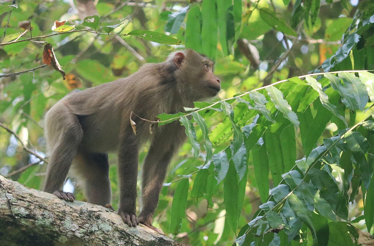 Hoollongapar Gibbon Sanctuary
