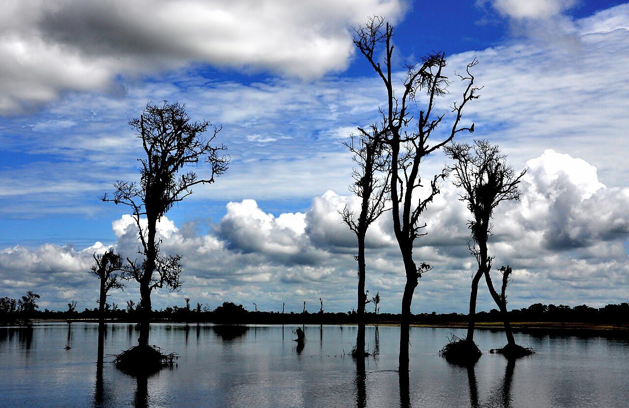 Dibru Saikhowa National Park