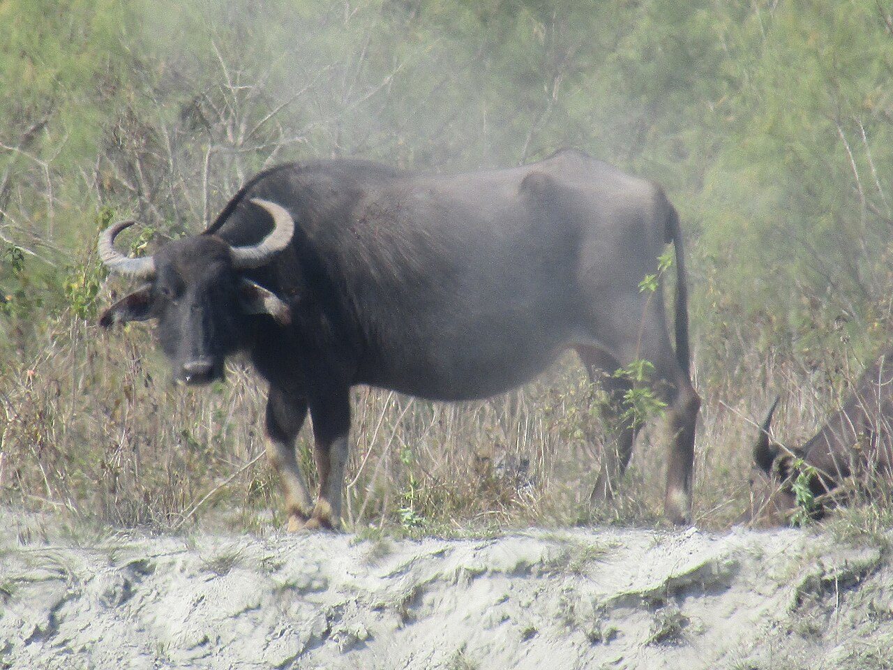 Dibru Saikhowa National Park