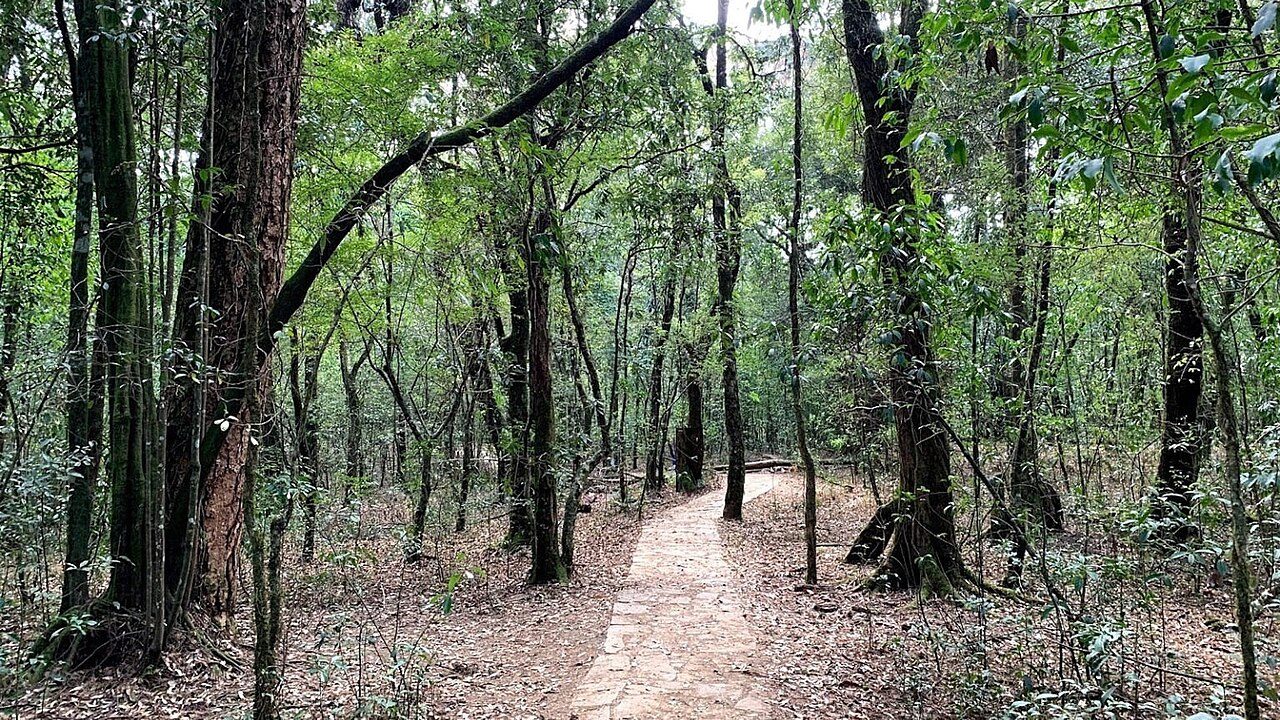 Mawphlang Sacred Grove