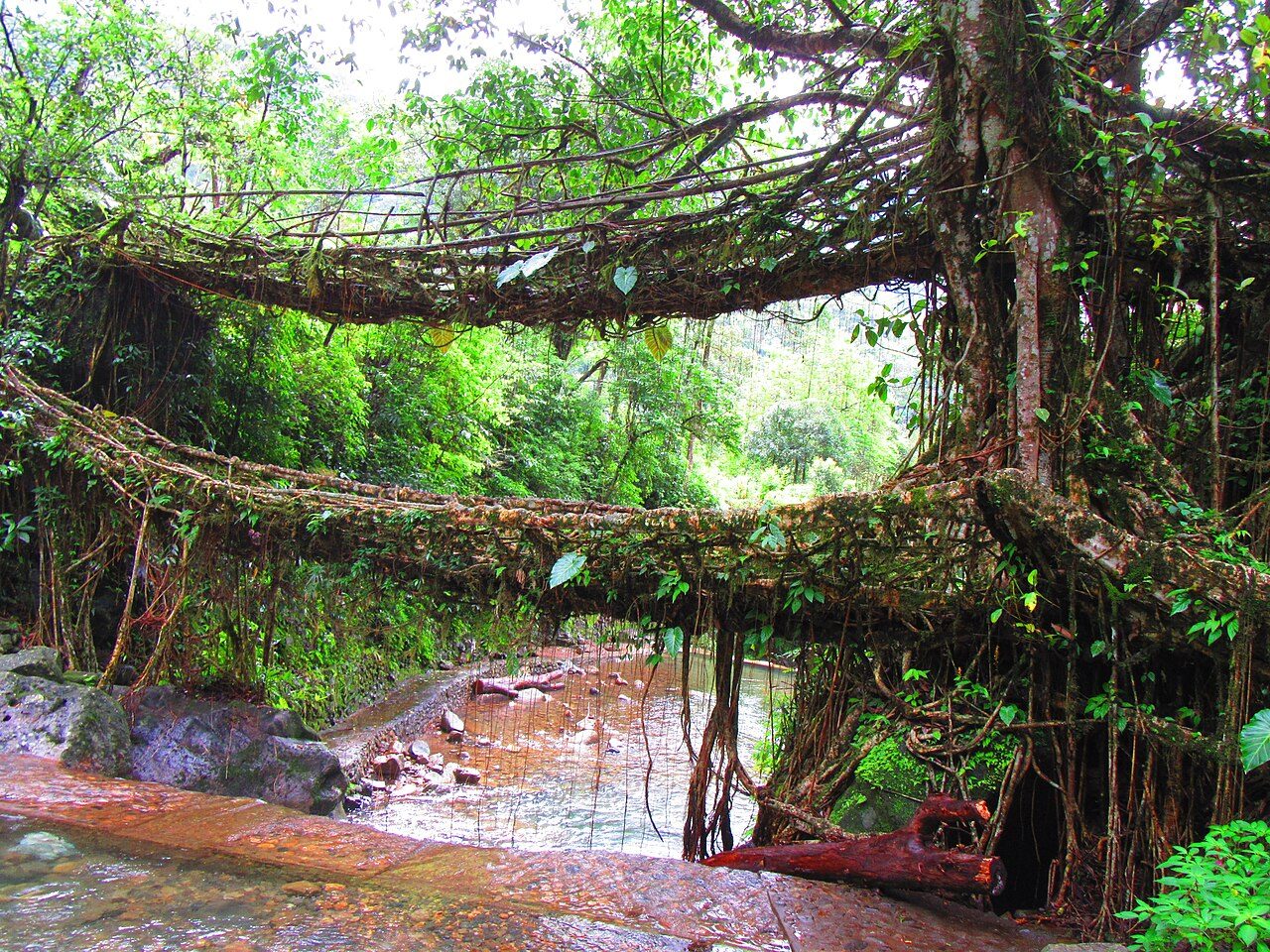 Double Decker Living Root Bridge