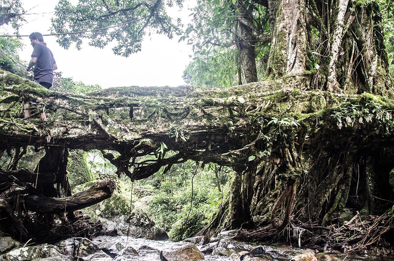 Double Decker Living Root Bridge