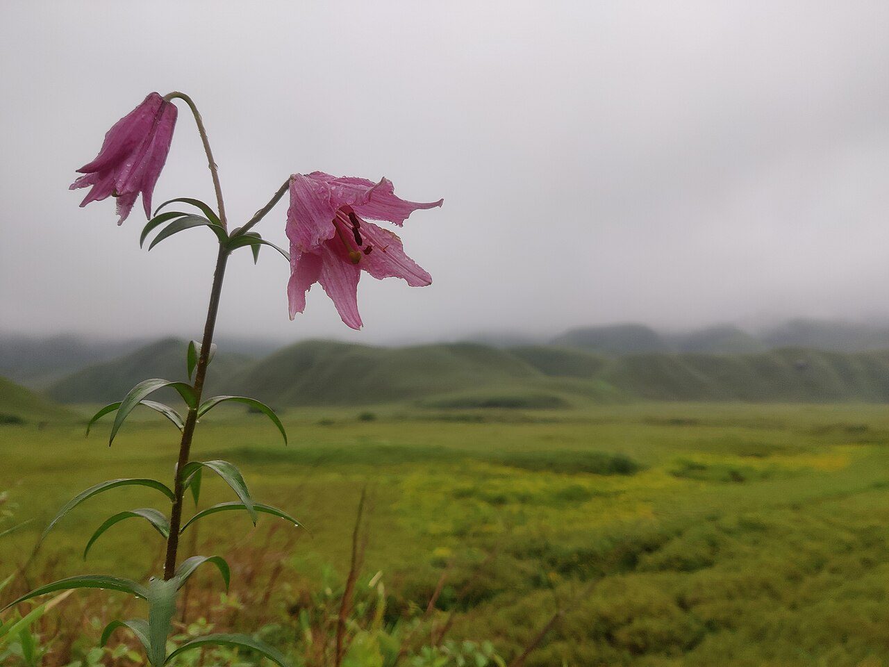 Dzukou Valley