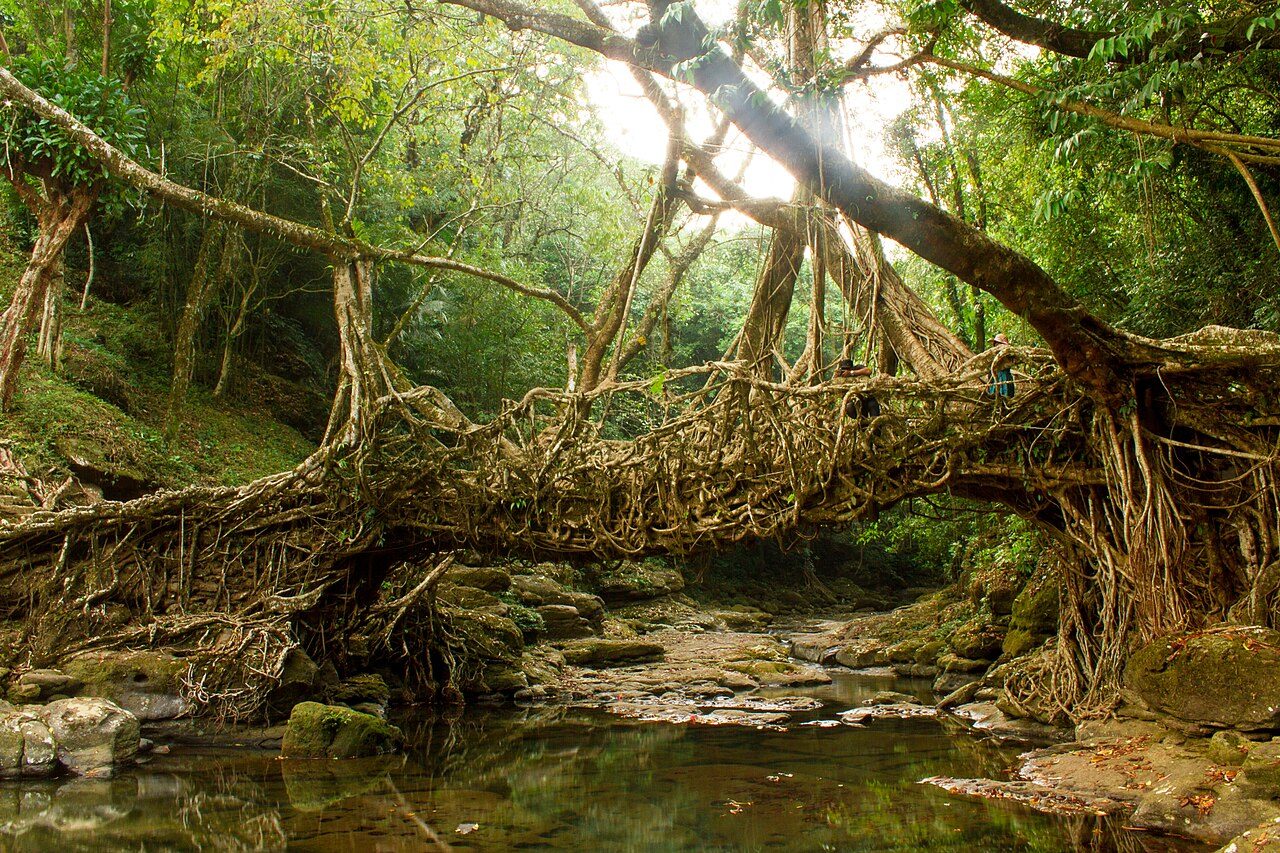Riwai Living Root Bridge
