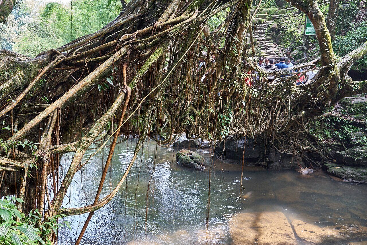 Riwai Living Root Bridge