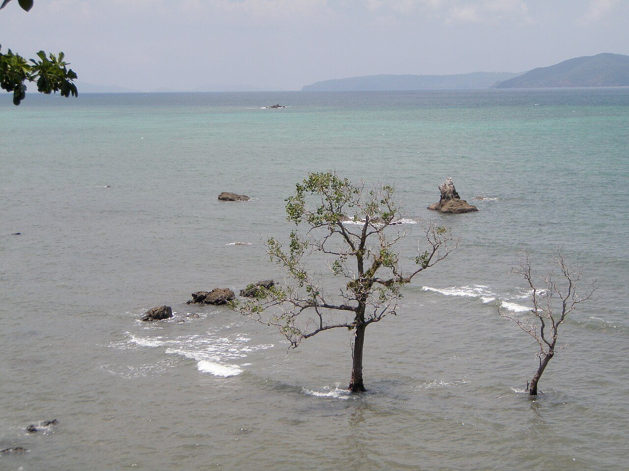 Chidiya Tapu