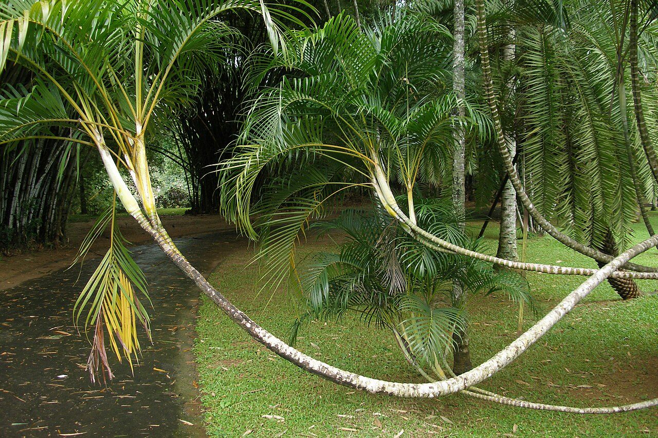 Royal Botanic Gardens Peradeniya