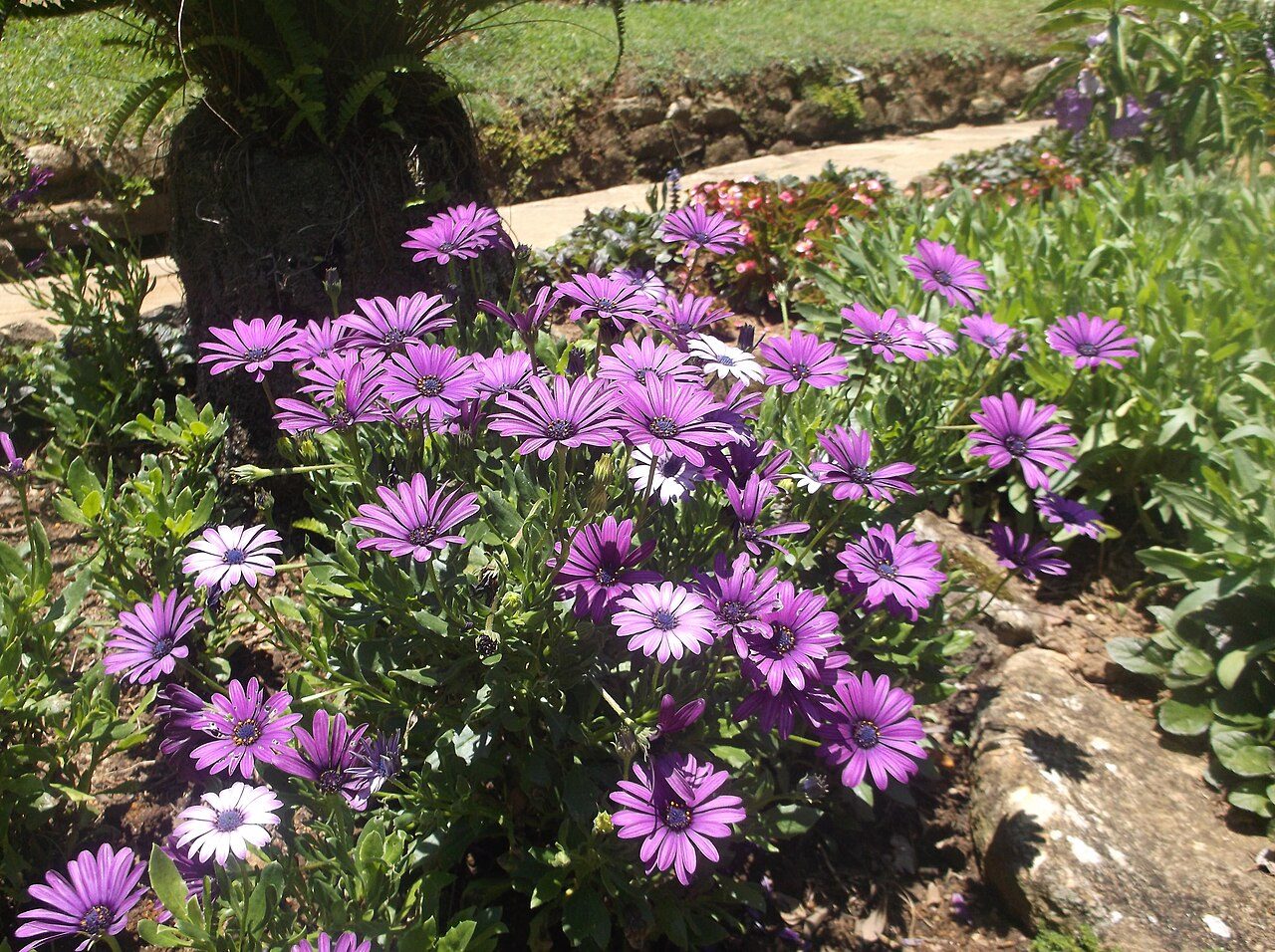 Hakgala Botanical Garden