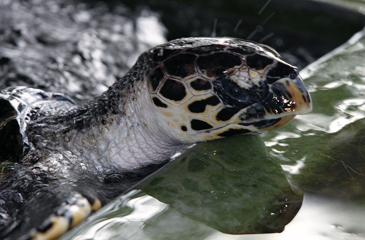 Kosgoda Turtle Hatchery