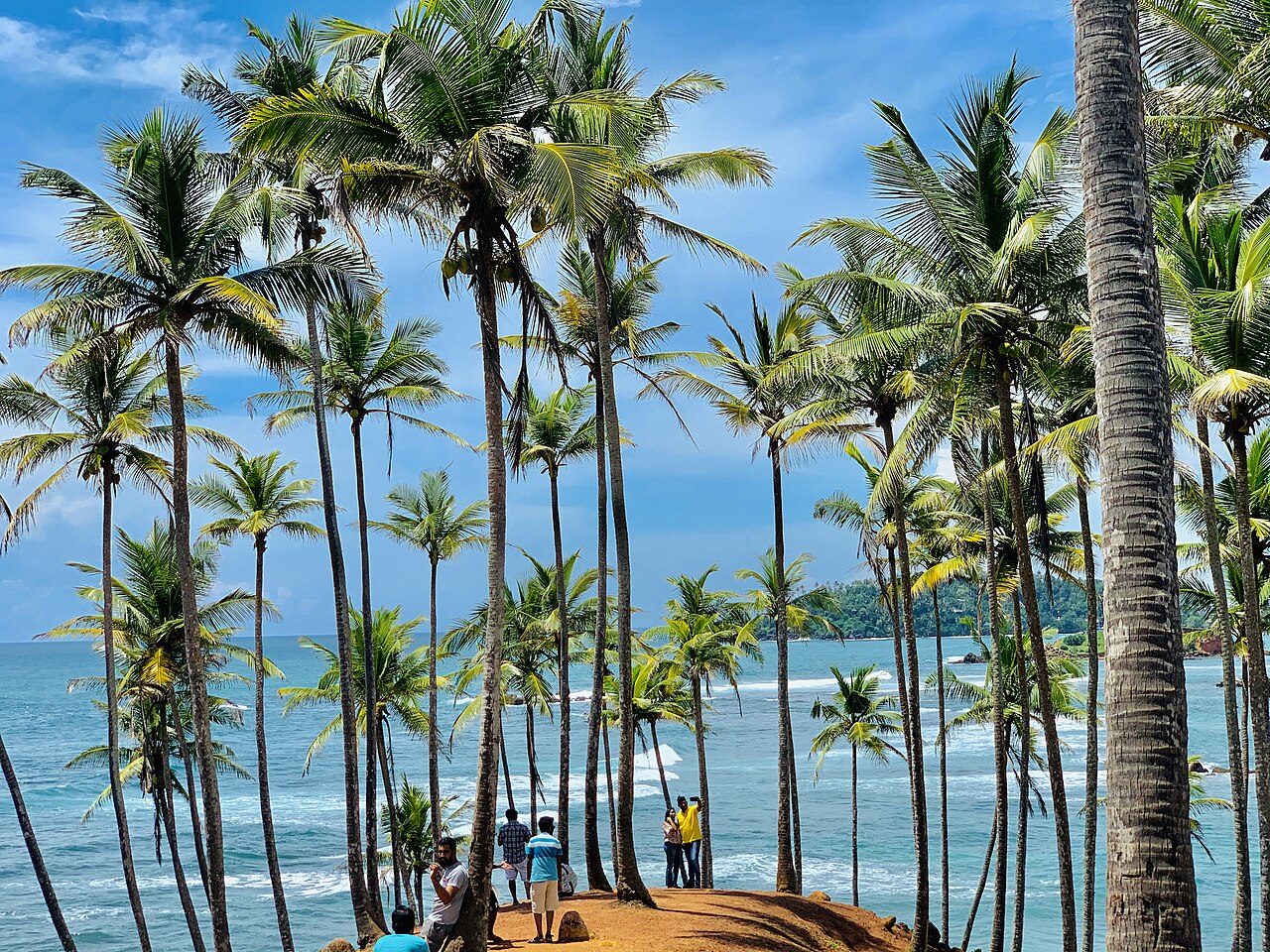 Coconut Tree Hill