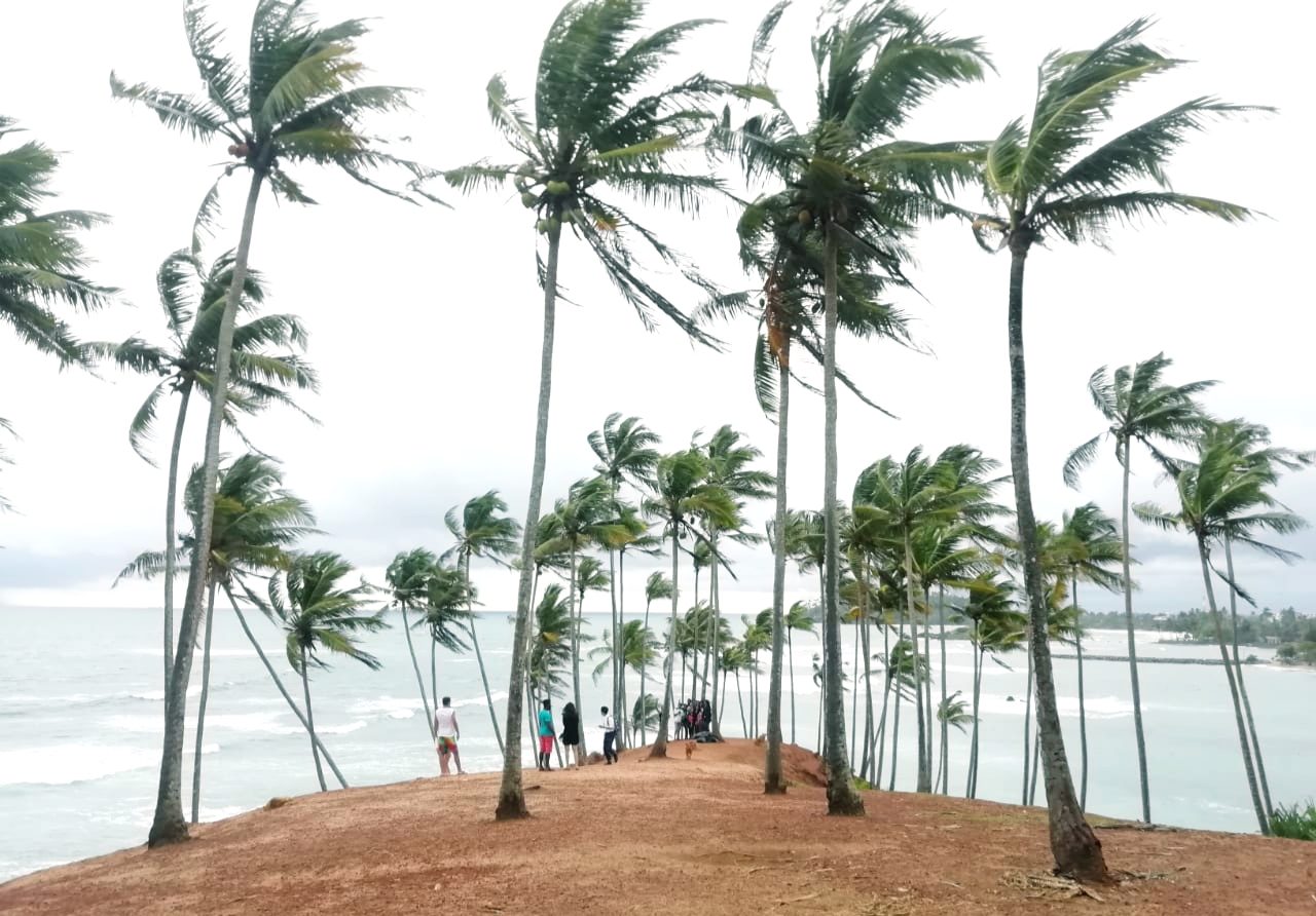 Coconut Tree Hill