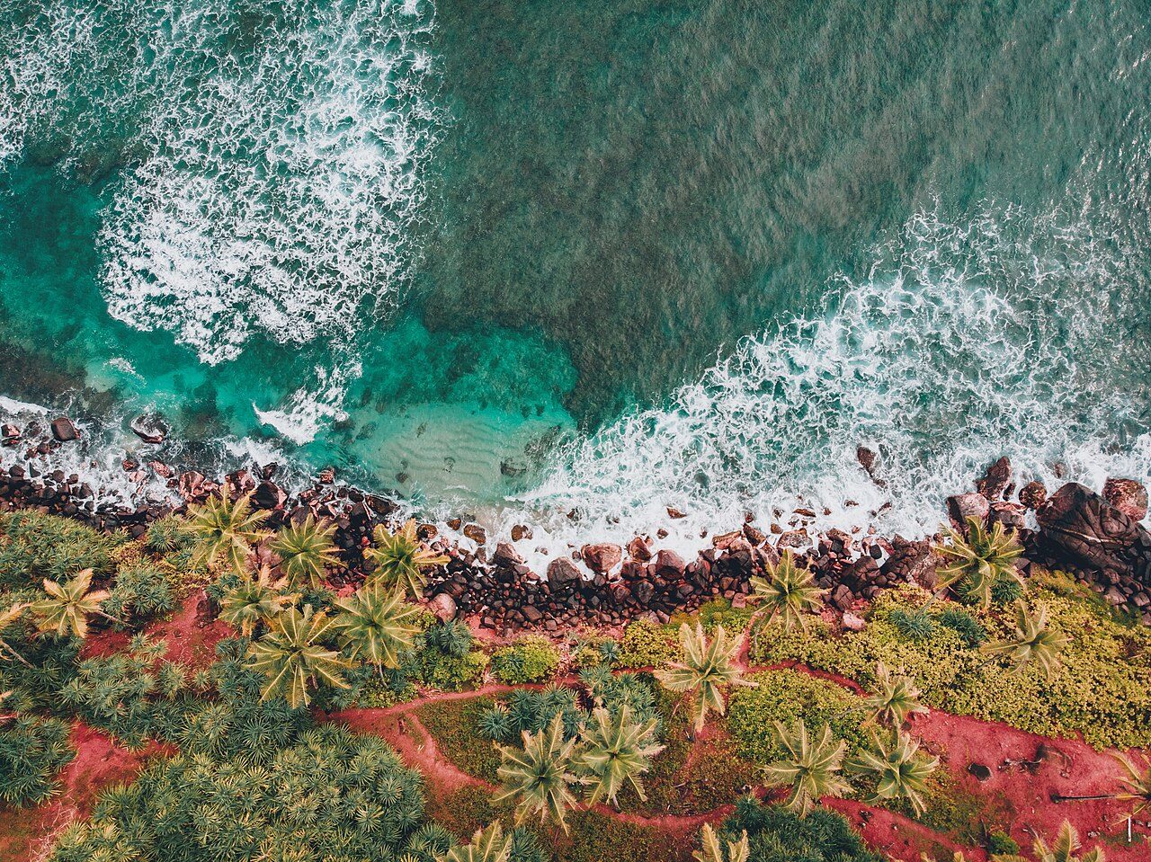 Coconut Tree Hill