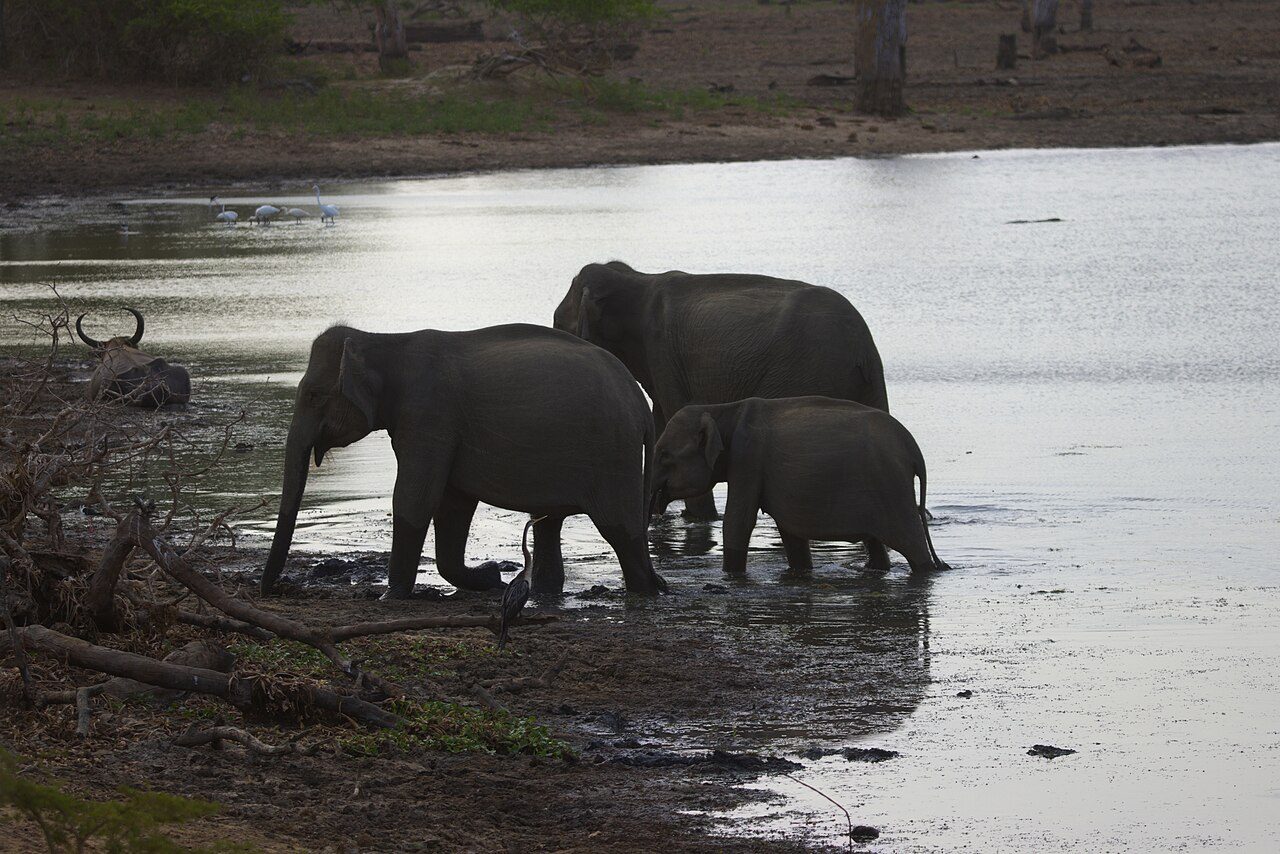 Yala National Park