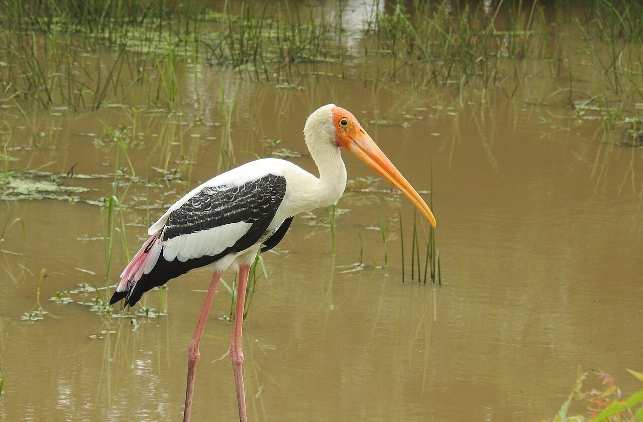 Bundala National Park