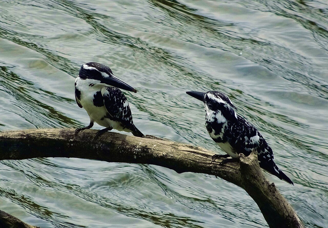 Bundala National Park