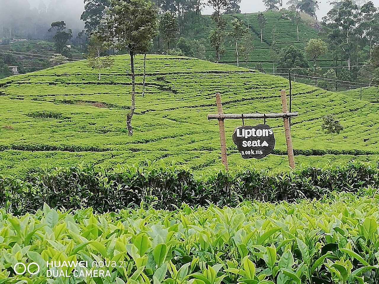 Lipton's Seat