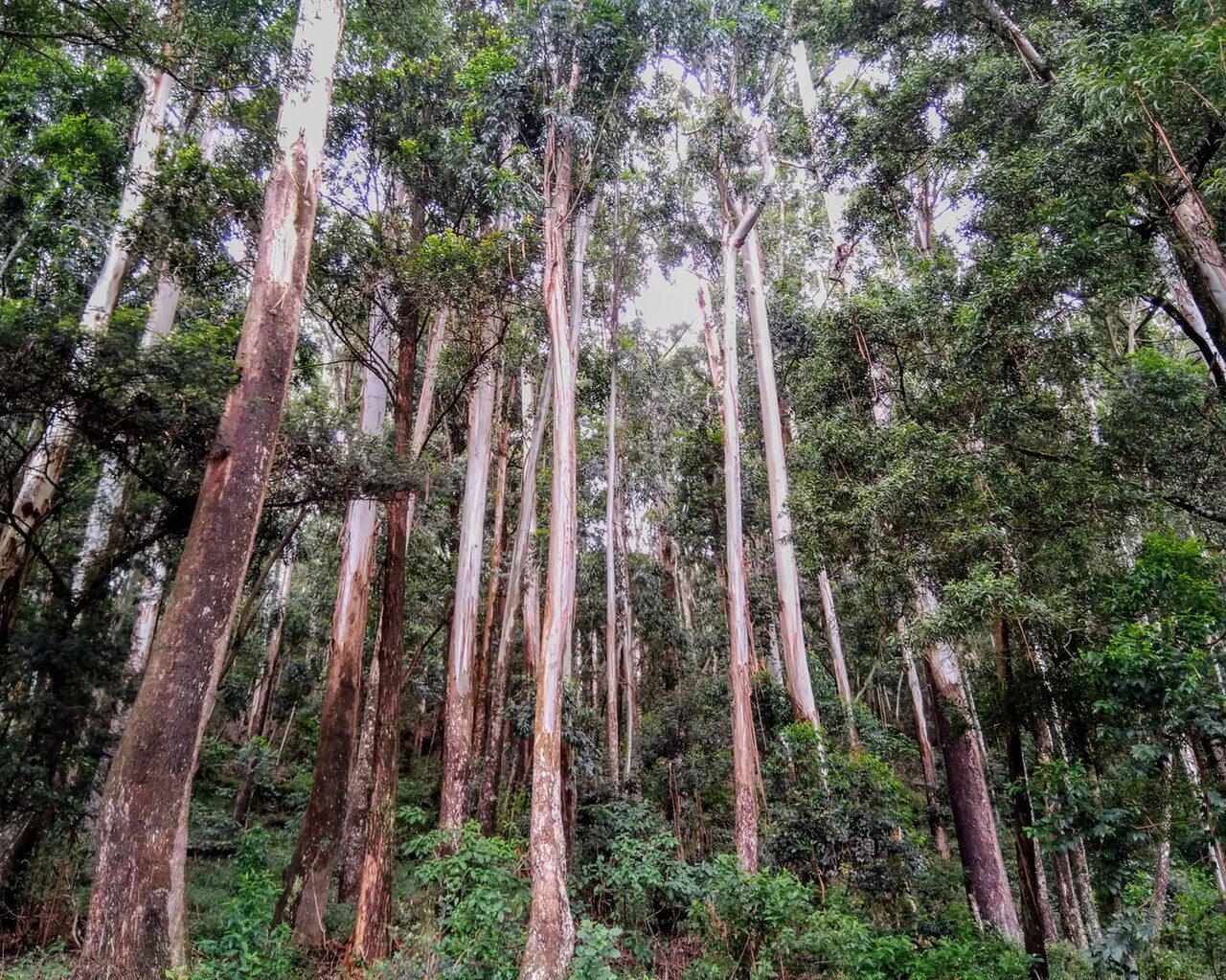 Sinharaja Forest Reserve