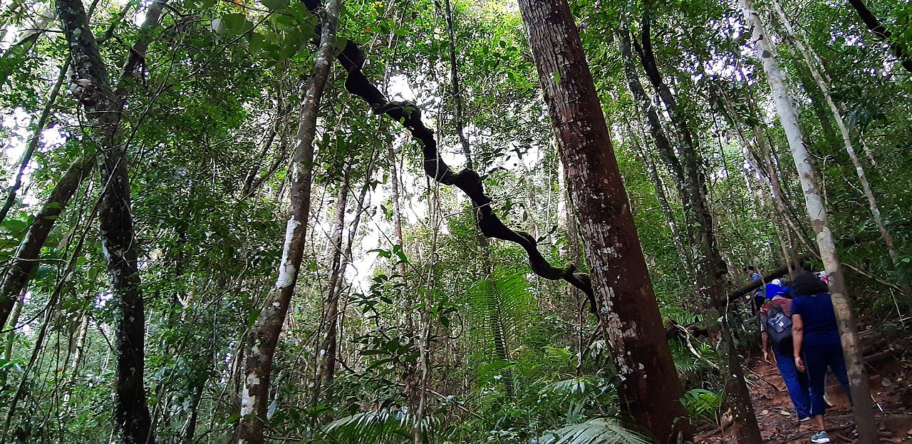 Sinharaja Forest Reserve