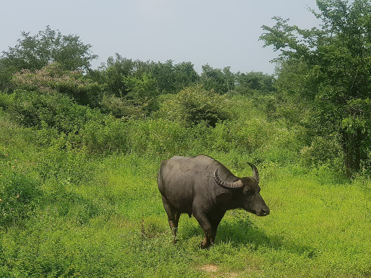 Udawalawe National Park