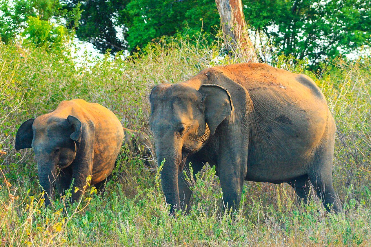Udawalawe National Park