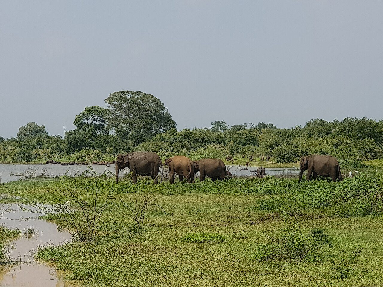 Udawalawe National Park