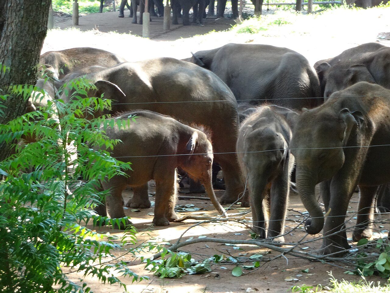 Udawalawe Elephant Transit Home