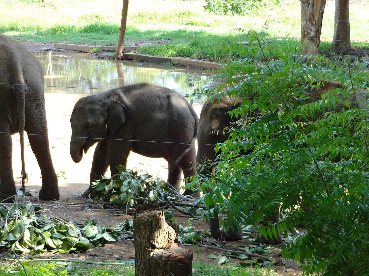 Udawalawe Elephant Transit Home