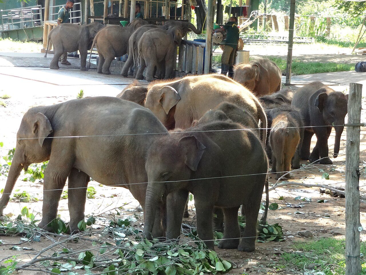 Udawalawe Elephant Transit Home