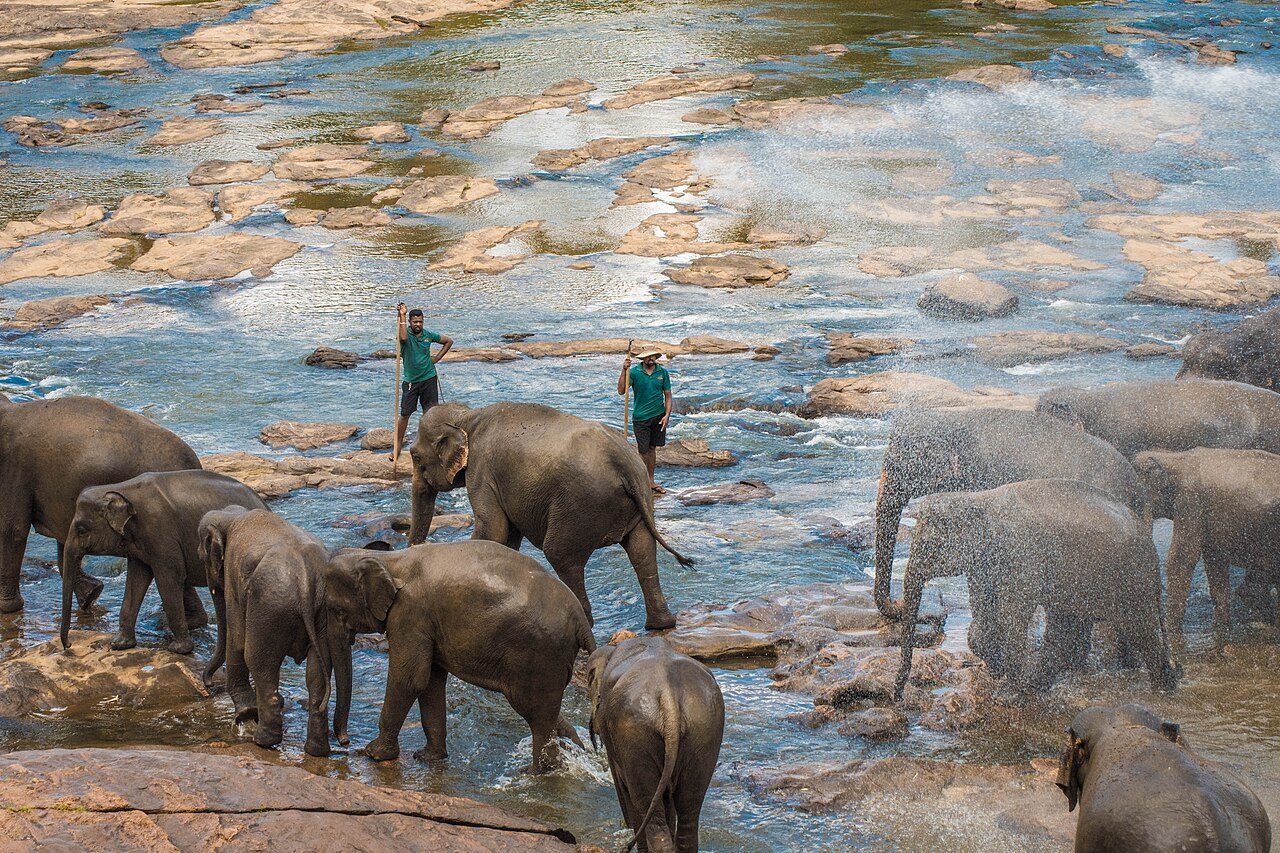 Pinnawala Elephant Orphanage